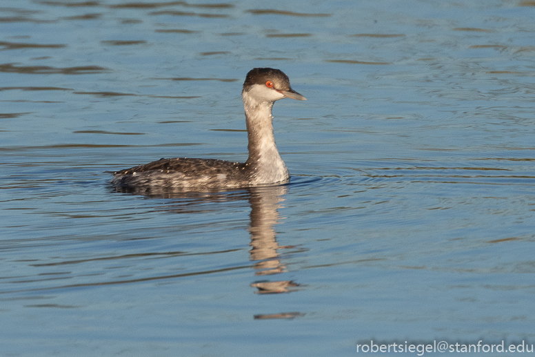 emily renzel wetlands